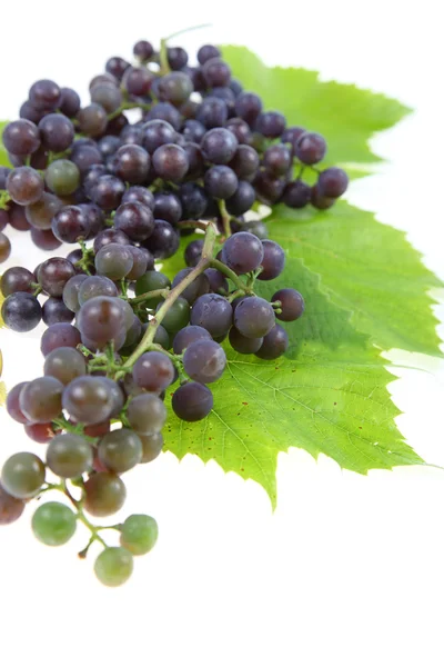 Red grape with leaves — Stock Photo, Image