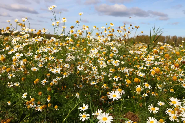 Campo di camomilla — Foto Stock