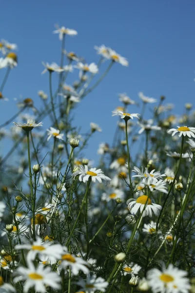 Pole chamomiles — Stock fotografie