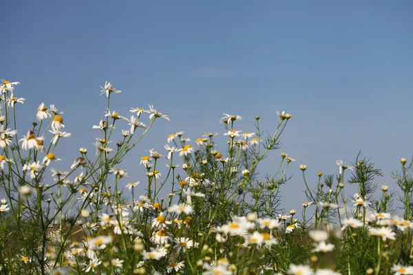 Campo di camomilla — Foto Stock