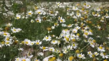 camomiles alanı