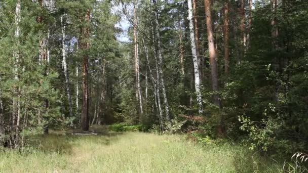 Bosque denso, paisaje de verano — Vídeo de stock