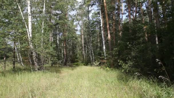 Dichter Wald, Sommerlandschaft — Stockvideo