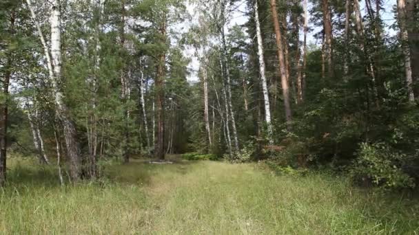 Bosque denso, paisaje de verano — Vídeo de stock