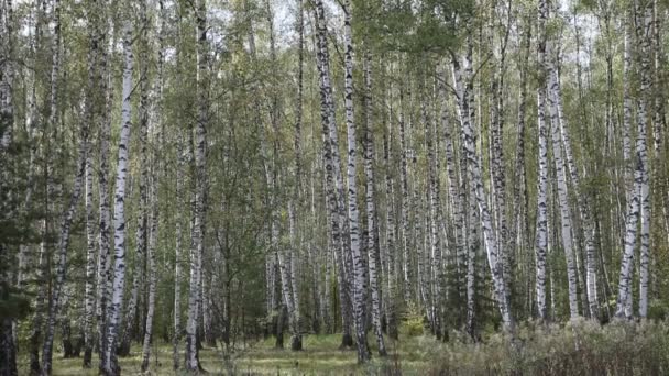 Forêt de bouleaux d'été 