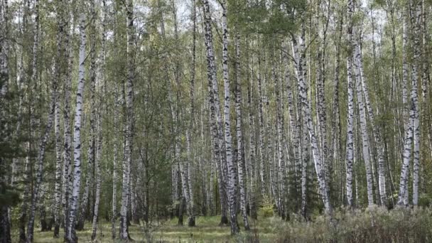 Zomer berk bos — Stockvideo