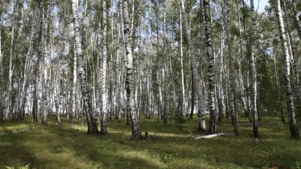 Zomer berk bos — Stockvideo