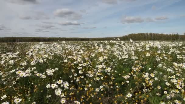 Campo de camomila — Vídeo de Stock