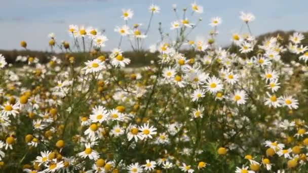 Campo di camomilla — Video Stock