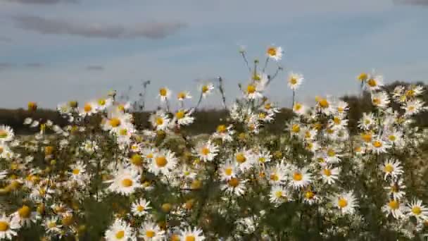 Campo de manzanillas — Vídeos de Stock