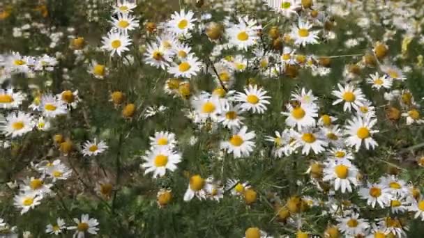 Campo de manzanillas — Vídeo de stock