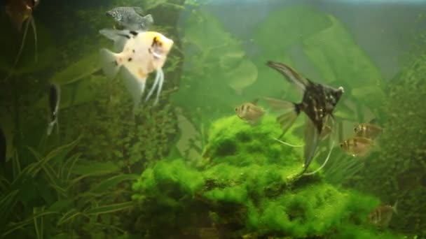 Aquarium fishes — Stock Video