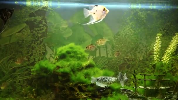 Aquarienfische — Stockvideo