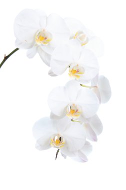 Beyaz Orkide