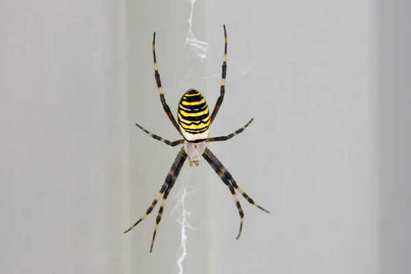 Araignée jaune — Photo