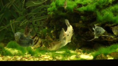 tropikal balık akvaryum