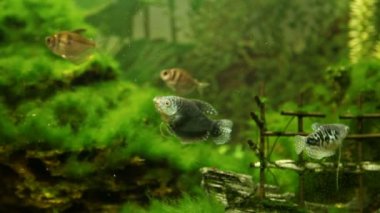 tropikal balık akvaryum