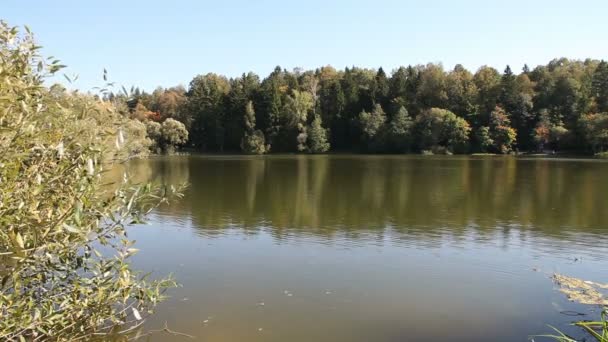 Bel étang dans les bois 