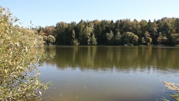 Piękny staw w lesie — Wideo stockowe