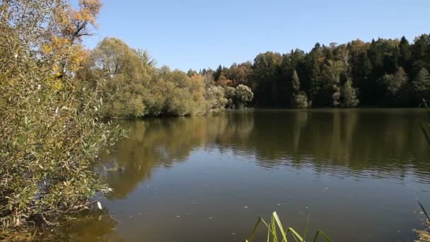 Lagoa bonita na floresta — Vídeo de Stock