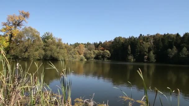 Schöner Teich im Wald — Stockvideo