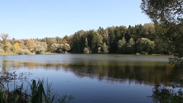 Beautiful pond in the woods — Stock Video