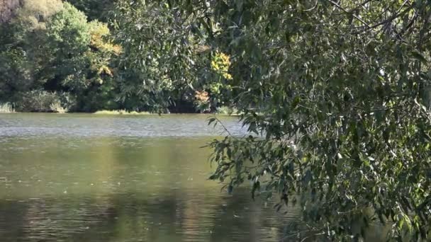 Lagoa bonita na floresta — Vídeo de Stock