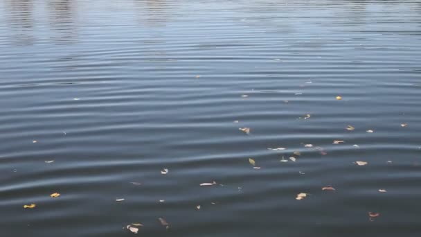 Water surface with ripples — Stock Video