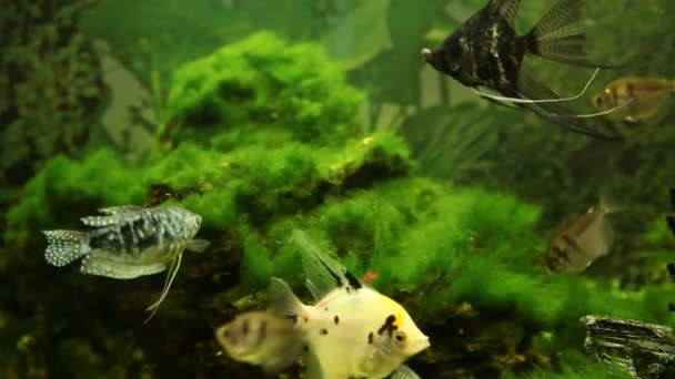 Akvarium med tropisk fisk – stockvideo