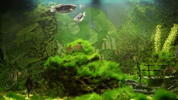 Akvarium med tropiska fiskar — Stockvideo