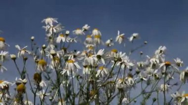 açık bir günde bir çayırda papatyalar