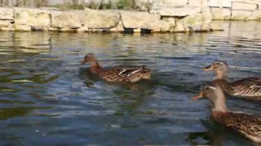 Ördekler gölette yüzüyor. .