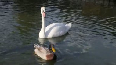 Kuğular ve ördekler