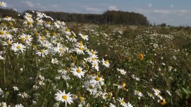 Madeliefjes in een weide op een heldere dag — Stockvideo