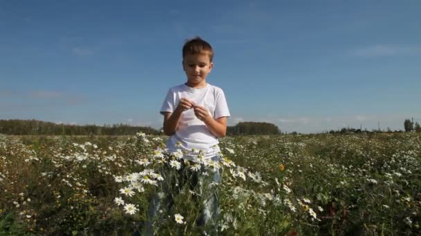 Rapaz caminha no campo com margaridas — Vídeo de Stock