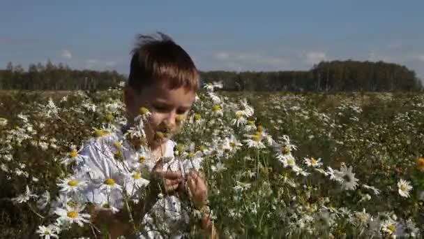 Rapaz caminha no campo com margaridas — Vídeo de Stock