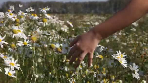 Kind hand raakt de madeliefjes in het veld. — Stockvideo