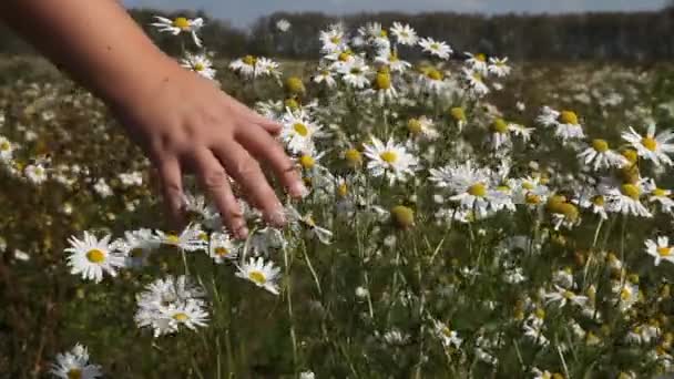 Hand touching camomile — Stock Video