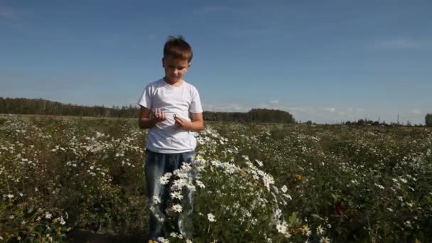 Junge geht mit Gänseblümchen aufs Feld — Stockvideo