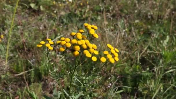 Tansy em um prado close-up — Vídeo de Stock