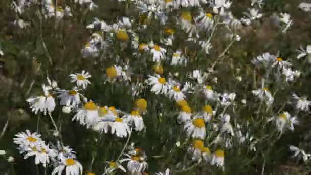 Madeliefjes in een weide op een heldere dag — Stockvideo