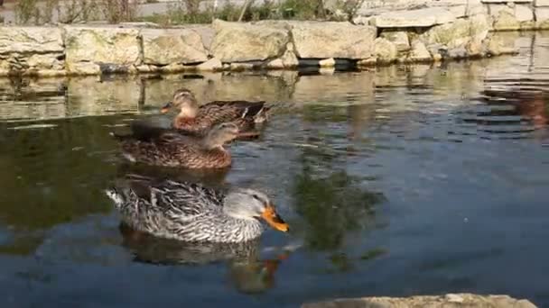 Ducks swimming in the pond . — Stock Video