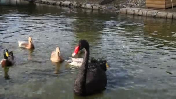 Cisnes e patos — Vídeo de Stock