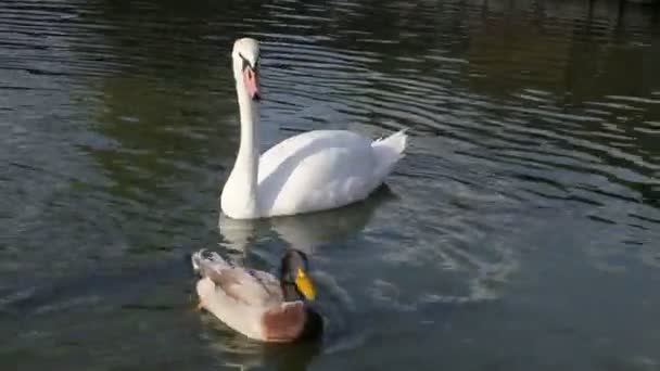 Swans and ducks — Stock Video