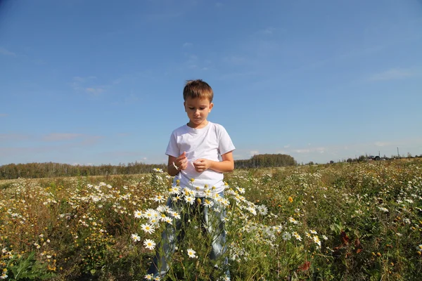 Boy walks on the field with daisies — Stock Photo, Image