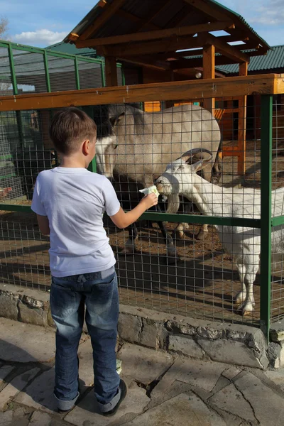 Fiú eszik az állatok az állatkertben — Stock Fotó