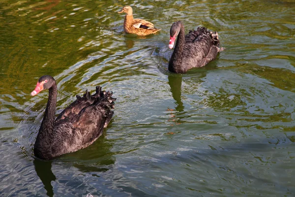 Paar schwarze Schwäne und Enten — Stockfoto