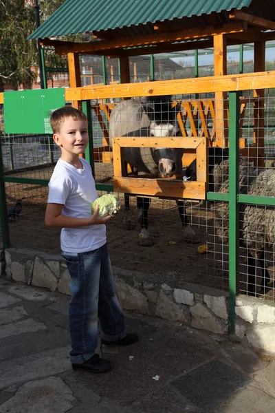 Fiú eszik az állatok az állatkertben — Stock Fotó