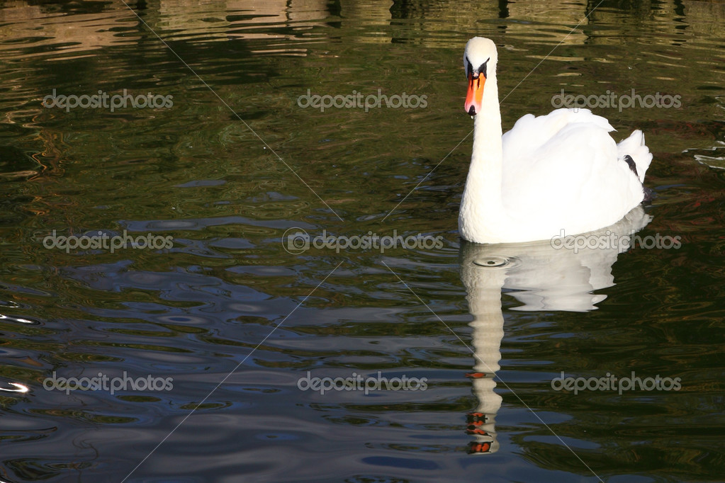 White swan Stock Photo by ©Enika100 13350355