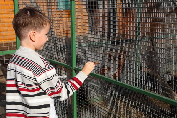 Boy feeding a squirrel — Stock Photo, Image